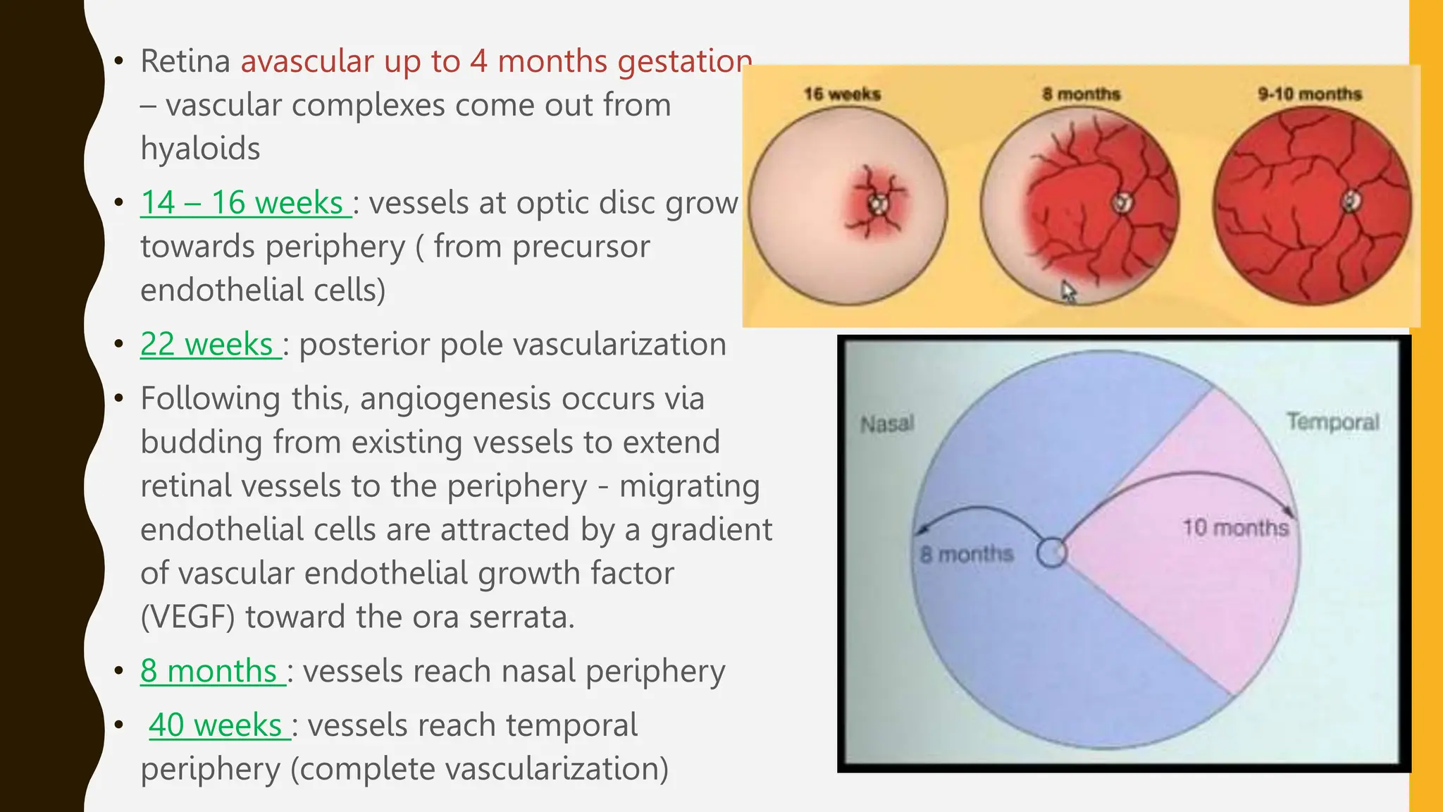 • Retina avascular up to 4 months gestation
– vascular complexes come out from
hyaloids
• 14 – 16 weeks : vessels at optic disc grow
towards periphery ( from precursor
endothelial cells)
• 22 weeks : posterior pole vascularization
• Following this, angiogenesis occurs via
budding from existing vessels to extend
retinal vessels to the periphery - migrating
endothelial cells are attracted by a gradient
of vascular endothelial growth factor
(VEGF) toward the ora serrata.
• 8 months : vessels reach nasal periphery
• 40 weeks : vessels reach temporal
periphery (complete vascularization)
 