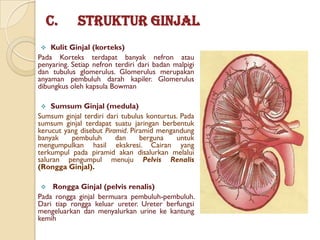 C.         Struktur Ginjal
   Kulit Ginjal (korteks)
Pada Korteks terdapat banyak nefron atau
penyaring. Setiap nefron terdiri dari badan malpigi
dan tubulus glomerulus. Glomerulus merupakan
anyaman pembuluh darah kapiler. Glomerulus
dibungkus oleh kapsula Bowman

   Sumsum Ginjal (medula)
Sumsum ginjal terdiri dari tubulus konturtus. Pada
sumsum ginjal terdapat suatu jaringan berbentuk
kerucut yang disebut Piramid. Piramid mengandung
banyak    pembuluh       dan     berguna    untuk
mengumpulkan hasil ekskresi. Cairan yang
terkumpul pada piramid akan disalurkan melalui
saluran pengumpul menuju Pelvis Renalis
(Rongga Ginjal).

   Rongga Ginjal (pelvis renalis)
Pada rongga ginjal bermuara pembuluh-pembuluh.
Dari tiap rongga keluar ureter. Ureter berfungsi
mengeluarkan dan menyalurkan urine ke kantung
kemih
 