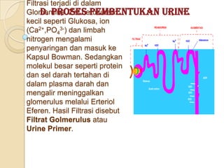 Filtrasi terjadi di dalam
     D. Proses Pembentukan
Glomerulus. Zat berukuran        Urine
kecil seperti Glukosa, ion
(Ca2+,PO43-) dan limbah
nitrogen mengalami
penyaringan dan masuk ke
Kapsul Bowman. Sedangkan
molekul besar seperti protein
dan sel darah tertahan di
dalam plasma darah dan
mengalir meninggalkan
glomerulus melalui Erteriol
Eferen. Hasil Filtrasi disebut
Filtrat Golmerulus atau
Urine Primer.
 