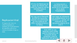ReplicacionViral
El ingreso del virus a la
célula hospedante es
mediado por la glicoproteína
de superficie, pero no se
conoce el receptor al que se
pega.
El virus de Marburgo es
capaz de infectar casi
todos los órganos (de los
linfoides hasta el
encéfalo).
La transcripción y
replicación del virus
ocurre en el citoplasma
de la célula
hospedadora.
Se cree que el filamento
de ARN se transcribe,
gracias a la polimerasa,
en una molécula de
ARN, complementaria a
la nativa,
que luego se sobrepone
por poliadenilación en la
terminal 3’ y, quizás, por
inserción de una
secuencia externa de la
cola 5’.
Este ARN se usa
después como molde
para la traducción y la
formación de las
proteínas y para la
replicación del genoma.
23/11/2020 Mariana Guadalupe Rojas Mena 6
 