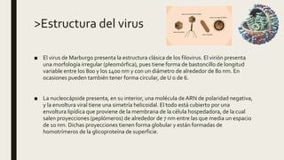>Estructura del virus
■ El virus de Marburgo presenta la estructura clásica de los filovirus. El virión presenta
una morfología irregular (pleomórfica), pues tiene forma de bastoncillo de longitud
variable entre los 800 y los 1400 nm y con un diámetro de alrededor de 80 nm. En
ocasiones pueden también tener forma circular, de U o de 6.
■ La nucleocápside presenta, en su interior, una molécula de ARN de polaridad negativa,
y la envoltura viral tiene una simetría helicoidal. El todo está cubierto por una
envoltura lipídica que proviene de la membrana de la célula hospedadora, de la cual
salen proyecciones (peplómeros) de alrededor de 7 nm entre las que media un espacio
de 10 nm. Dichas proyecciones tienen forma globular y están formadas de
homotrímeros de la glicoproteína de superficie.
 