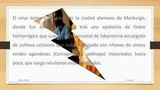 El virus toma su nombre de la ciudad alemana de Marburgo,
donde fue aislado en 1967 tras una epidemia de fiebre
hemorrágica que cundió en el personal de laboratorio encargado
de cultivos celulares que había trabajado con riñones de simios
verdes ugandeses (Cercopithecus aethiops) importados hacía
poco, que luego resultaron estar infectados.
07/04/2021
MARIA ELENA 3
 