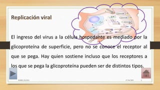 El ingreso del virus a la célula hospedante es mediado por la
glicoproteína de superficie, pero no se conoce el receptor al
que se pega. Hay quien sostiene incluso que los receptores a
los que se pega la glicoproteína pueden ser de distintos tipos.
07/04/2021
MARIA ELENA 6
 