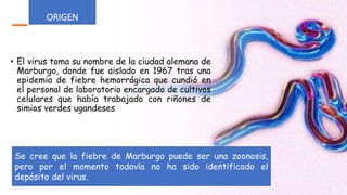 ORIGEN
• El virus toma su nombre de la ciudad alemana de
Marburgo, donde fue aislado en 1967 tras una
epidemia de fiebre hemorrágica que cundió en
el personal de laboratorio encargado de cultivos
celulares que había trabajado con riñones de
simios verdes ugandeses
3
Se cree que la fiebre de Marburgo puede ser una zoonosis,
pero por el momento todavía no ha sido identificado el
depósito del virus.
 