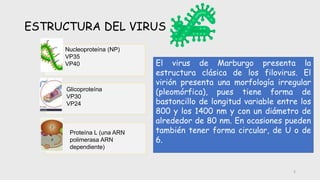ESTRUCTURA DEL VIRUS
5
El virus de Marburgo presenta la
estructura clásica de los filovirus. El
virión presenta una morfología irregular
(pleomórfica), pues tiene forma de
bastoncillo de longitud variable entre los
800 y los 1400 nm y con un diámetro de
alrededor de 80 nm. En ocasiones pueden
también tener forma circular, de U o de
6.
Nucleoproteína (NP)
VP35
VP40
Glicoproteína
VP30
VP24
Proteína L (una ARN
polimerasa ARN
dependiente)
 