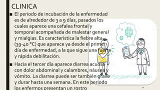 CLINICA
■ El periodo de incubación de la enfermedad
es de alrededor de 3 a 9 días, pasados los
cuales aparece una cefalea frontal y
temporal acompañada de malestar general
y mialgias. Es característica la fiebre alta
(39-40 °C) que aparece ya desde el primer
día de enfermedad, a la que sigue una fuerte
y rápida debilitación.
■ Hacia el tercer día aparece diarrea acuosa
con dolor abdominal y calambres, náusea y
vómito. La diarrea puede ser también grave
y durar hasta una semana. En este periodo
los enfermos presentan un rostro 10
 