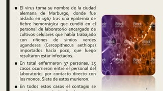 ■ El virus toma su nombre de la ciudad
alemana de Marburgo, donde fue
aislado en 1967 tras una epidemia de
fiebre hemorrágica que cundió en el
personal de laboratorio encargado de
cultivos celulares que había trabajado
con riñones de simios verdes
ugandeses (Cercopithecus aethiops)
importados hacía poco, que luego
resultaron estar infectados.
■ En total enfermaron 37 personas. 25
casos ocurrieron entre el personal del
laboratorio, por contacto directo con
los monos. Siete de estos murieron.
■ En todos estos casos el contagio se 3
 