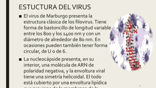 ESTUCTURA DELVIRUS
■ El virus de Marburgo presenta la
estructura clásica de los filovirus.Tiene
forma de bastoncillo de longitud variable
entre los 800 y los 1400 nm y con un
diámetro de alrededor de 80 nm. En
ocasiones pueden también tener forma
circular, de U o de 6.
■ La nucleocápside presenta, en su
interior, una molécula de ARN de
polaridad negativa, y la envoltura viral
tiene una simetría helicoidal. El todo
está cubierto por una envoltura lipídica 5
 