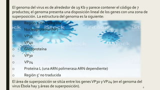 El genoma del virus es de alrededor de 19 Kb y parece contener el código de 7
productos; el genoma presenta una disposición lineal de los genes con una zona de
superposición. La estructura del genoma es la siguiente:
o Región 3’ no traducida
o Nucleoproteína (NP)
o VP35
o VP40
o Glicoproteína
o VP30
o VP24
o Proteína L (unaARN polimerasa ARN dependiente)
o Región 5’ no traducida
El área de superposición se sitúa entre los genesVP30 yVP24 (en el genoma del
virus Ébola hay 3 áreas de superposición). 6
 