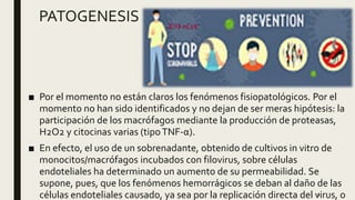 PATOGENESIS
■ Por el momento no están claros los fenómenos fisiopatológicos. Por el
momento no han sido identificados y no dejan de ser meras hipótesis: la
participación de los macrófagos mediante la producción de proteasas,
H2O2 y citocinas varias (tipoTNF-α).
■ En efecto, el uso de un sobrenadante, obtenido de cultivos in vitro de
monocitos/macrófagos incubados con filovirus, sobre células
endoteliales ha determinado un aumento de su permeabilidad. Se
supone, pues, que los fenómenos hemorrágicos se deban al daño de las
células endoteliales causado, ya sea por la replicación directa del virus, o9
 