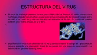 ESTRUCTURA DEL VIRUS
• El virus de Marburgo presenta la estructura clásica de los filovirus. El virión presenta una
morfología irregular (pleomórfica), pues tiene forma de bastoncillo de longitud variable entre
los 800 y los 1400 nm y con un diámetro de alrededor de 80 nm. En ocasiones pueden
también tener forma circular, de U o de 6.
•
• El genoma del virus es de alrededor de 19 Kb y parece contener el código de 7 productos; el
genoma presenta una disposición lineal de los genes con una zona de superposición. La
estructura del genoma es la siguiente:
 