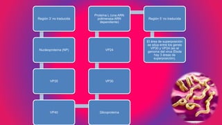 Región 3’ no traducida
Nucleoproteína (NP)
VP35
VP40 Glicoproteína
VP30
VP24
Proteína L (una ARN
polimerasa ARN
dependiente)
Región 5’ no traducida
El área de superposición
se sitúa entre los genes
VP30 y VP24 (en el
genoma del virus Ébola
hay 3 áreas de
superposición).
 