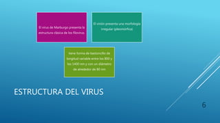 ESTRUCTURA DEL VIRUS
El virus de Marburgo presenta la
estructura clásica de los filovirus.
El virión presenta una morfología
irregular (pleomórfica)
tiene forma de bastoncillo de
longitud variable entre los 800 y
los 1400 nm y con un diámetro
de alrededor de 80 nm
6
 