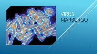 VIRUS
MARBURGO
1
 