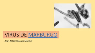 VIRUS DE MARBURGO
Aran Alitzel Vázquez Montiel
 
