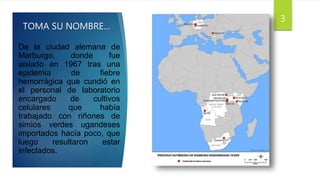 TOMA SU NOMBRE…
De la ciudad alemana de
Marburgo, donde fue
aislado en 1967 tras una
epidemia de fiebre
hemorrágica que cundió en
el personal de laboratorio
encargado de cultivos
celulares que había
trabajado con riñones de
simios verdes ugandeses
importados hacía poco, que
luego resultaron estar
infectados.
3
 