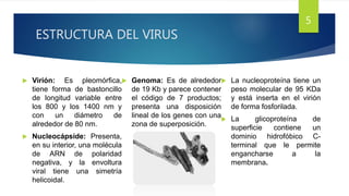 ESTRUCTURA DEL VIRUS
 Virión: Es pleomórfica,
tiene forma de bastoncillo
de longitud variable entre
los 800 y los 1400 nm y
con un diámetro de
alrededor de 80 nm.
 Nucleocápside: Presenta,
en su interior, una molécula
de ARN de polaridad
negativa, y la envoltura
viral tiene una simetría
helicoidal.
 Genoma: Es de alrededor
de 19 Kb y parece contener
el código de 7 productos;
presenta una disposición
lineal de los genes con una
zona de superposición.
 La nucleoproteína tiene un
peso molecular de 95 KDa
y está inserta en el virión
de forma fosforilada.
 La glicoproteína de
superficie contiene un
dominio hidrofóbico C-
terminal que le permite
engancharse a la
membrana.
5
 