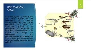 REPLICACIÓN
VIRAL
La transcripción y replicación
del virus ocurre en el
citoplasma de la célula
hospedadora. Se cree que el
filamento de ARN se
transcribe, gracias a la
polimerasa, en una molécula
de ARN, complementaria a la
nativa, que luego se
sobrepone por
poliadenilación en la terminal
3’ y, quizás, por inserción de
una secuencia externa de la
cola 5’.
6
 