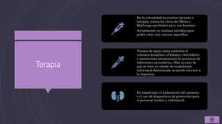 Terapia
En la actualidad no existen vacunas o
terapias contra los virus del Ébola o
Marburgo aprobadas para uso humano.
Actualmente se realizan estudios para
poder crear una vacuna específica.
Terapia de apoyo para controlar el
volumen hemático, el balance electrolítico
y monitorizar atentamente la presencia de
infecciones secundarias. Sólo en caso de
que se note un estado de coagulación
intravasal diseminada, se puede recurrir a
la heparina.
Es importante el aislamiento del paciente
y el uso de dispositivos de protección para
el personal médico y enfermeril.
 