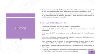 Historia
 El virus toma su nombre de Marburgo por la ciudad de Alemania en el cual fue aislado
en 1967 tras una epidemia de fiebre hemorrágica que cundió 37 personas en total.
 Se cree que la fiebre de Marburgo puede ser una zoonosis, pero por el momento todavía
no ha sido identificado el depósito del virus, a pesar de que se han tomado en
consideración muchas especies animales.
FECHAS IMPORTANTES
 1975: Primer contagio al aire libre en Sudáfrica (3 contagiados)
 8 de enero de 1980 en Kenia enferma un hombre después de visitar una cueva (2
contagiados)
 13 de agosto de 1987 se contagia um joven em Kenia después de visitar la misma
cueva.
 Entre 1998 y 2000 hubo una epidemia en la República Democrática del Congo, con 154
personas enfermas de las que murieron 128.
 Entre 2004-2005 se dio en Angola el que acabaría siendo el mayor brote de fiebre
hemorrágica de Marburgo de la historia. Con 374 casos, incluidas 329 defunciones.
 Entre junio y agosto de 2007 se confirmaron en Uganda tres casos entre mineros de
Kamwenge,
 En julio de 2008, una turista desarrolló la enfermedad cuatro días después de volver a
los Países Bajos tras tres semanas de vacaciones en Uganda.
 