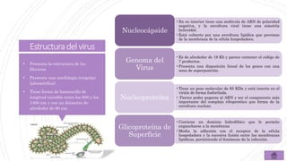 Estructuradelvirus
•En su interior tiene una molécula de ARN de polaridad
negativa, y la envoltura viral tiene una simetría
helicoidal.
•Está cubierto por una envoltura lipídica que proviene
de la membrana de la célula hospedadora.
Nucleocápside
•Es de alrededor de 19 Kb y parece contener el código de
7 productos.
•Presenta una disposición lineal de los genes con una
zona de superposición.
Genoma del
Virus
•Tiene un peso molecular de 95 KDa y está inserta en el
virión de forma fosforilada.
• Parece poder pegarse al ARN y ser el componente más
importante del complejo riboprotéico que forma de la
envoltura nuclear.
Nucleoproteína
•Contiene un dominio hidrofóbico que le permite
engancharse a la membrana
•Media la adhesión con el receptor de la célula
hospedadora y la sucesiva fusión entre las membranas
lipídicas, permitiendo el fenómeno de la infección.
Glicoproteína de
Superficie
• Presenta la estructura de los
filovirus
• Presenta una morfología irregular
(pleomórfica).
• Tiene forma de bastoncillo de
longitud variable entre los 800 y los
1400 nm y con un diámetro de
alrededor de 80 nm.
 