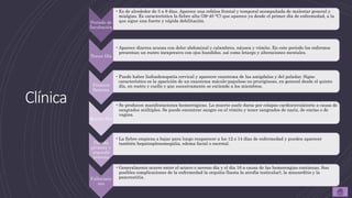 Periodo de
Incubación
•Es de alrededor de 3 a 9 días. Aparece una cefalea frontal y temporal acompañada de malestar general y
mialgias. Es característica la fiebre alta (39-40 °C) que aparece ya desde el primer día de enfermedad, a la
que sigue una fuerte y rápida debilitación.
Tercer Día
•Aparece diarrea acuosa con dolor abdominal y calambres, náusea y vómito. En este periodo los enfermos
presentan un rostro inexpresivo con ojos hundidos. así como letargo y alteraciones mentales.
Primera
Semana
•Puede haber linfoadenopatía cervical y aparecer enantema de las amígdalas y del paladar. Signo
característico es la aparición de un exantema máculo-papuloso no pruriginoso, en general desde el quinto
día, en rostro y cuello y que sucesivamente se extiende a los miembros.
Quinto Día
•Se producen manifestaciones hemorrágicas. La muerte suele darse por colapso cardiocirculatorio a causa de
sangrados múltiples. Se puede encontrar sangre en el vómito y tener sangrados de nariz, de encías o de
vagina.
Pasada
primera y
segunda
semana
•La fiebre empieza a bajar para luego reaparecer a los 12 o 14 días de enfermedad y pueden aparecer
también hepatosplenomegalia, edema facial o escrotal.
Fallecimie
nto
•Generalmente ocurre entre el octavo o noveno día y el día 16 a causa de las hemorragias continuas. Son
posibles complicaciones de la enfermedad la orquitis (hasta la atrofia testicular), la miocarditis y la
pancreatitis.
Clínica
 