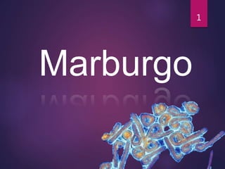 Marburgo
1
 