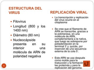 ESTRUCTURA DEL
VIRUS REPLICACIÓN VIRAL
4
 Filovirus
 Longitud (800 y los
1400 nm)
 Diámetro (80 nm)
 Nucleocápside
presenta en su
interioir una
molécula de ARN de
polaridad negativa
 La transcripción y replicación
del virus ocurre en el
citoplasma
 Se cree que el filamento de
ARN se transcribe, gracias a
la polimerasa, en una
molécula de ARN,
complementaria a la nativa,
que luego se sobrepone por
poliadenilación en la
terminal 3’ y, quizás, por
inserción de una secuencia
externa de la cola 5’.
 Este ARN se usa después
como molde para la
traducción y la formación de
las proteínas y para la
replicación del genoma.
 