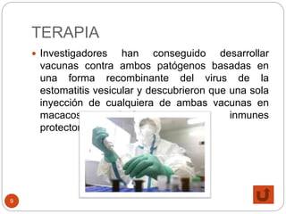 TERAPIA
9
 Investigadores han conseguido desarrollar
vacunas contra ambos patógenos basadas en
una forma recombinante del virus de la
estomatitis vesicular y descubrieron que una sola
inyección de cualquiera de ambas vacunas en
macacos producía respuestas inmunes
protectoras cuando el virus.
 