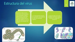6
Estructura clásica de los
filovirus. El virión presenta
una morfología irregular
(pleomórfica), pues tiene
forma de bastoncillo de
longitud variable entre los
800 y los 1400 nm y con un
diámetro de alrededor de
80 nm.
La nucleocápside presenta,
en su interior, una molécula
de ARN de polaridad
negativa
El genoma del virus es de
alrededor de 19 Kb y parece
contener el código de 7
productos
 