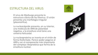 ESTRUCTURA DEL VIRUS
El virus de Marburgo presenta la
estructura clásica de los filovirus. El virión
presenta una morfología irregular
(pleomórfica).
La nucleocápside presenta, en su interior,
una molécula de ARN de polaridad
negativa, y la envoltura viral tiene una
simetría helicoidal.
La nucleoproteína se inserta en el virión de
forma fosforilada. Parece poder pegarse al
ARN y ser el componente más importante
del complejo riboprotéico que forma de la
envoltura nuclear.
 