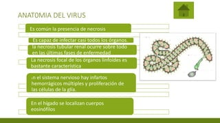 ANAT0MIA DEL VIRUS
Es común la presencia de necrosis
Es capaz de infectar casi todos los órganos.
la necrosis tubular renal ocurre sobre todo
en las últimas fases de enfermedad
La necrosis focal de los órganos linfoides es
bastante característica
En el sistema nervioso hay infartos
hemorrágicos múltiples y proliferación de
las células de la glía.
En el pulmón se notan indicios de pulmonitis intersticial y de endoarteritis de las arterias pequeñas.
En el hígado se localizan cuerpos
eosinófilos
 
