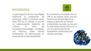 PATOGÉNESIS
La participación de los macrófagos
mediante la producción de
proteasas, H2O2 y citocinas varias
(tipo TNF-α). En efecto, el uso de
un sobrenadante, obtenido de
cultivos in vitro de
monocitos/macrófagos incubados
con filovirus, sobre células
endoteliales ha determinado un
aumento de su permeabilidad.
En cuestión ha resultado rico en
TNF-α. Se supone, pues, que los
fenómenos hemorrágicos se
deban al daño de las células
endoteliales causado, ya sea por
la replicación directa del virus, o
por la coparticipación de
mediadores producidos por
células activadas.
 