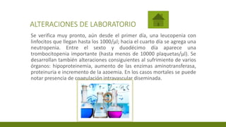 ALTERACIONES DE LABORATORIO
Se verifica muy pronto, aún desde el primer día, una leucopenia con
linfocitos que llegan hasta los 1000/μl; hacia el cuarto día se agrega una
neutropenia. Entre el sexto y duodécimo día aparece una
trombocitopenia importante (hasta menos de 10000 plaquetas/μl). Se
desarrollan también alteraciones consiguientes al sufrimiento de varios
órganos: hipoproteinemia, aumento de las enzimas aminotransferasa,
proteinuria e incremento de la azoemia. En los casos mortales se puede
notar presencia de coagulación intravascular diseminada.
 