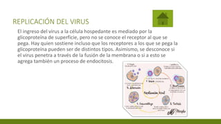 REPLICACIÓN DEL VIRUS
El ingreso del virus a la célula hospedante es mediado por la
glicoproteína de superficie, pero no se conoce el receptor al que se
pega. Hay quien sostiene incluso que los receptores a los que se pega la
glicoproteína pueden ser de distintos tipos. Asimismo, se desconoce si
el virus penetra a través de la fusión de la membrana o si a esto se
agrega también un proceso de endocitosis.
 