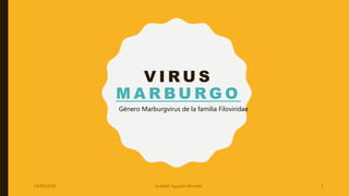 V I R U S
M A R B U R G O
Género Marburgvirus de la familia Filoviridae
14/04/2020 Scarlett Agustin Montiel 1
 