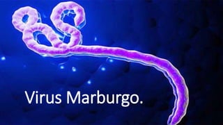Virus Marburgo.
 