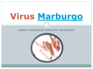 K A R E N G U A D A L U P E C A M A C H O T R A Z A N C O S
Virus Marburgo
 