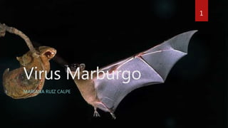 Virus Marburgo
MARIANA RUIZ CALPE
1
 