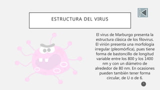 ESTRUCTURA DEL VIRUS
El virus de Marburgo presenta la
estructura clásica de los filovirus.
El virión presenta una morfología
irregular (pleomórfica), pues tiene
forma de bastoncillo de longitud
variable entre los 800 y los 1400
nm y con un diámetro de
alrededor de 80 nm. En ocasiones
pueden también tener forma
circular, de U o de 6.
5
 