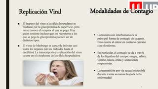 Replicación Viral
■ El ingreso del virus a la célula hospedante es
mediado por la glicoproteína de superficie, pero
no se conoce el receptor al que se pega. Hay
quien sostiene incluso que los receptores a los
que se pega la glicoproteína pueden ser de
distintos tipos.
■ El virus de Marburgo es capaz de infectar casi
todos los órganos (de los linfoides hasta el
encéfalo). La transcripción y replicación del virus
ocurre en el citoplasma de la célula hospedadora
Modalidades de Contagio
 La transmisión interhumana es la
principal forma de contagio de la gente.
Esto ocurre al entrar en contacto cercano
con el enfermo.
 En particular, el contagio se da a través
de los líquidos del cuerpo: sangre, saliva,
vómito, heces, orina y secreciones
respiratorias.
 La transmisión por vía sexual es posible
durante varias semanas después de la
enfermedad
7
 