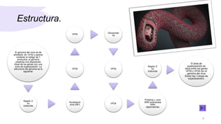 Estructura.
El genoma del virus es de
alrededor de 19 Kb y parece
contener el código de 7
productos; el genoma
presenta una disposición
lineal de los genes con una
zona de superposición. La
estructura del genoma es la
siguiente:
Región 3’
no
traducida
Nucleoprot
eína (NP)
VP35
VP40
Glicoproteí
na
VP30
VP24
Proteína L (una
ARN polimerasa
ARN
dependiente)
Región 5’
no
traducida
El área de
superposición se
sitúa entre los genes
VP30 y VP24 (en el
genoma del virus
Ébola hay 3 áreas de
superposición).
6
 