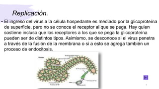 Replicación.
• El ingreso del virus a la célula hospedante es mediado por la glicoproteína
de superficie, pero no se conoce el receptor al que se pega. Hay quien
sostiene incluso que los receptores a los que se pega la glicoproteína
pueden ser de distintos tipos. Asimismo, se desconoce si el virus penetra
a través de la fusión de la membrana o si a esto se agrega también un
proceso de endocitosis.
7
 