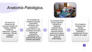 Anatomía Patológica.
Es común la
presencia de
necrosis focales de
hígado, nódulos
linfáticos,
testículos, ovarios,
pulmones, riñones
y órganos
linfoides.
En el hígado se
localizan cuerpos
eosinófilos
(similares a los
cuerpos de
Councilman) y en
el pulmón se notan
indicios de
pulmonitis
intersticial y de
endoarteritis de las
arterias pequeñas.
La necrosis focal
de los órganos
linfoides es
bastante
característica,
mientras que la
necrosis tubular
renal ocurre sobre
todo en las últimas
fases de
enfermedad.
En el sistema
nervioso hay
infartos
hemorrágicos
múltiples y
proliferación de las
células de la glía.
8
 