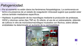 Patogenicidad.
• Por el momento no están claros los fenómenos fisiopatológicos. La controversia en
torno a la presencia de un estado de coagulación intravasal sugiere que pueden estar
activos también mediadores específicos.
• Hipótesis: la participación de los macrófagos mediante la producción de proteasas,
H2O2 y citocinas varias (tipo TNF-α). En efecto, el uso de un sobrenadante, obtenido
de cultivos in vitro de monocitos/macrófagos incubados con filovirus, sobre células
endoteliales ha determinado un aumento de su permeabilidad.
9
 