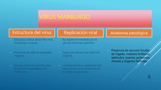 VIRUS MARBURGO
Estructura del virus
• Estructura clásica de los filo virus,
morfología irregular.
• Moléculas de ARN de polaridad
negativa.
• Glicoproteína de superficie que
le permite engancharse a la
membrana.
Replicación viral
• Su ingreso es mediado por la
glicoproteína de superficie.
• Capaz de infectar casi todos los
órganos.
• La transcripción y replicación del
virus ocurre en el citoplasma de
la célula hospedadora.
Anatomía patológica
• Presencia de necrosis focales
de hígado, nódulos linfáticos,
testículos, ovarios, pulmones,
riñones y órganos linfoides.
6
 