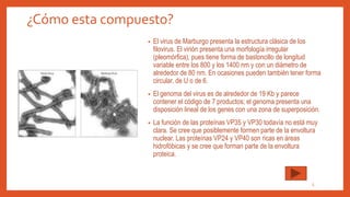 ¿Cómo esta compuesto?
• El virus de Marburgo presenta la estructura clásica de los
filovirus. El virión presenta una morfología irregular
(pleomórfica), pues tiene forma de bastoncillo de longitud
variable entre los 800 y los 1400 nm y con un diámetro de
alrededor de 80 nm. En ocasiones pueden también tener forma
circular, de U o de 6.
• El genoma del virus es de alrededor de 19 Kb y parece
contener el código de 7 productos; el genoma presenta una
disposición lineal de los genes con una zona de superposición.
• La función de las proteínas VP35 y VP30 todavía no está muy
clara. Se cree que posiblemente formen parte de la envoltura
nuclear. Las proteínas VP24 y VP40 son ricas en áreas
hidrofóbicas y se cree que forman parte de la envoltura
proteica.
5
 