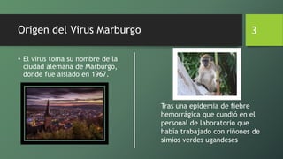 Origen del Virus Marburgo
• El virus toma su nombre de la
ciudad alemana de Marburgo,
donde fue aislado en 1967.
3
Tras una epidemia de fiebre
hemorrágica que cundió en el
personal de laboratorio que
había trabajado con riñones de
simios verdes ugandeses
 