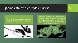 ¿Cómo está estructurado el virus?
El virus de Marburgo presenta la
estructura clásica de los filovirus.
El virión presenta una morfologia
irregular, tiene forma de bastoncillo
de longitud variable entre los 800 y
los 1400 nm y con un diámetro de
alrededor de 80 nm.
5
 