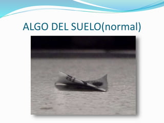 ALGO DEL SUELO(normal)
 